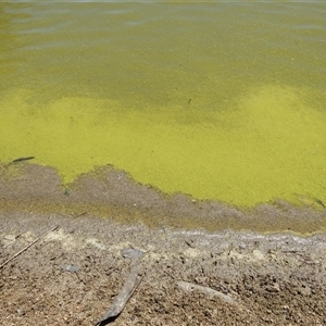 Unverified Algae, Cyanobacteria, other bacteria and viruses at Kambah, ACT - 10 Nov 2025 by HelenCross