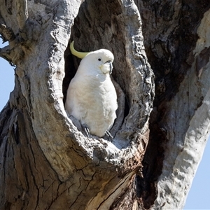Cacatua galerita by AlisonMilton