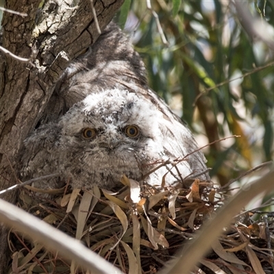 Podargus strigoides (Tawny Frogmouth) at Hawker, ACT - 10 Nov 2025 by AlisonMilton