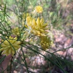 Petrophile pedunculata at Ulladulla, NSW - 10 Nov 2025 by Jennybach