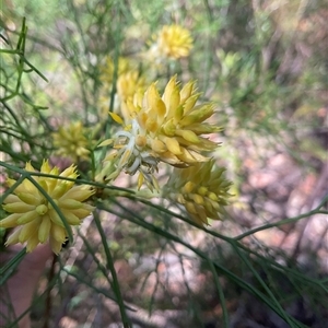 Petrophile pedunculata at Ulladulla, NSW - Yesterday by Jennybach