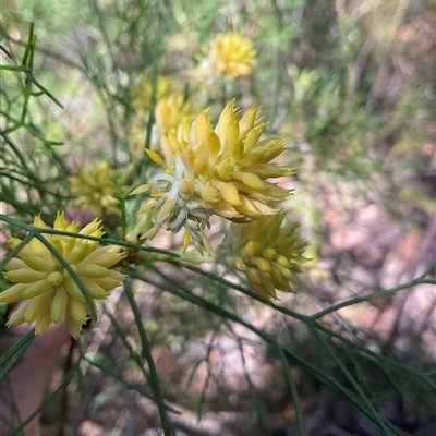 Petrophile pedunculata at Ulladulla, NSW - 10 Nov 2025 by Jennybach