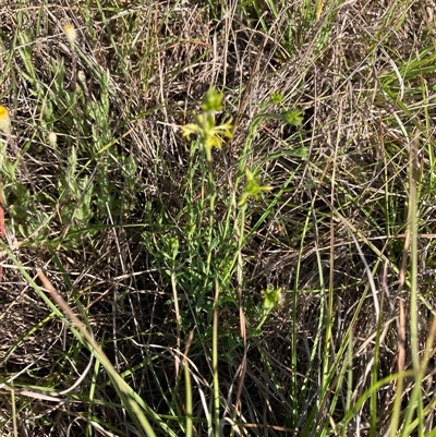 Pimelea curviflora var. sericea (Curved Riceflower) at Ngunnawal, ACT - 8 Nov 2025 by Rosie
