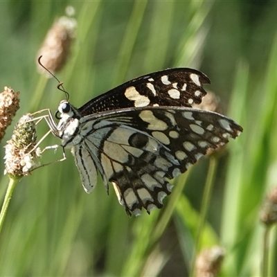 Papilio demoleus (Chequered Swallowtail) at Hall, ACT - 8 Nov 2025 by Anna123
