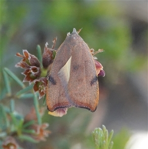Tortricopsis uncinella (Wingia group) at Hall, ACT - 8 Nov 2025 by Anna123