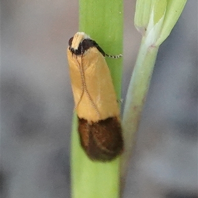 Ardozyga porphyroloma (A Gelechioid moth (Protolechia Group) at Hall, ACT - 8 Nov 2025 by Anna123