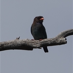 Eurystomus orientalis (Dollarbird) at Hall, ACT - 8 Nov 2025 by Anna123