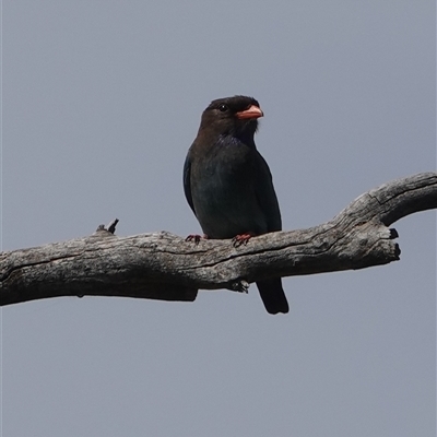 Eurystomus orientalis (Dollarbird) at Hall, ACT - 8 Nov 2025 by Anna123