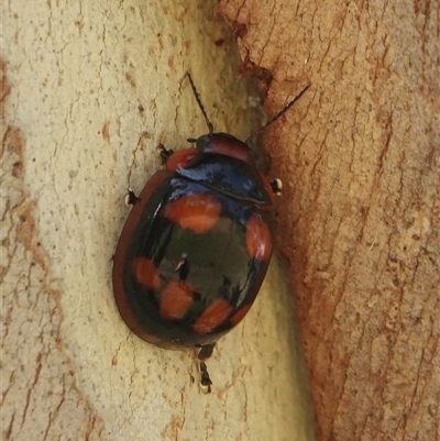 Paropsisterna beata (Blessed Leaf Beetle) at Hall, ACT - 8 Nov 2025 by Anna123