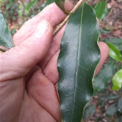 Unverified Other Tree at Pappinbarra, NSW - 10 Nov 2025 by jonvanbeest