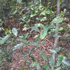 Unverified at suppressed - suppressed