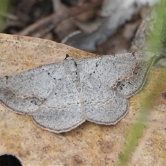 Taxeotis intextata (Looper Moth, Grey Taxeotis) at Hall, ACT - 8 Nov 2025 by Anna123