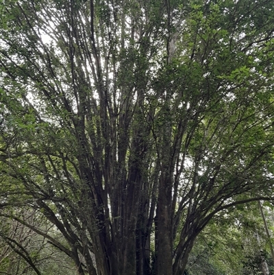 Aphananthe philippinensis at Pappinbarra, NSW - 10 Nov 2025 by jonvanbeest