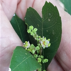 Unverified Other Tree at Pappinbarra, NSW - 10 Nov 2025 by jonvanbeest