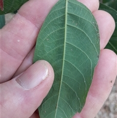 Unverified at suppressed - suppressed