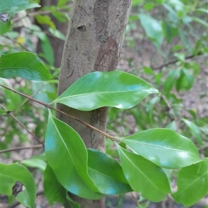 Unverified Other Tree at Pappinbarra, NSW - 10 Nov 2025 by jonvanbeest
