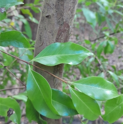Unverified Other Tree at Pappinbarra, NSW - 10 Nov 2025 by jonvanbeest