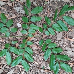 Unverified Other Tree at Pappinbarra, NSW - 10 Nov 2025 by jonvanbeest