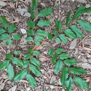 Unverified Other Tree at Pappinbarra, NSW - 10 Nov 2025 by jonvanbeest
