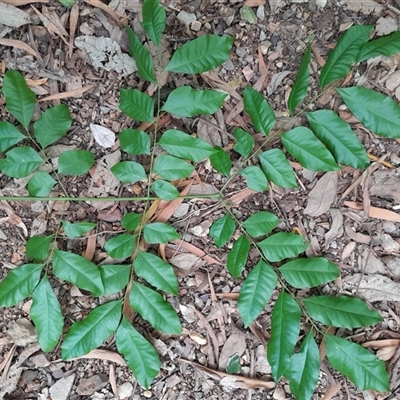 Unverified Other Tree at Pappinbarra, NSW - 10 Nov 2025 by jonvanbeest