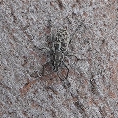 Curculionidae (family) at Hall, ACT - 8 Nov 2025 by Anna123