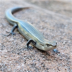 Lampropholis delicata (Delicate Skink) at Isaacs, ACT - 10 Nov 2025 by MatthewFrawley