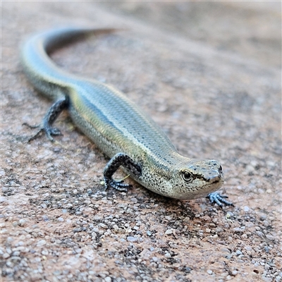 Lampropholis delicata (Delicate Skink) at Isaacs, ACT - 10 Nov 2025 by MatthewFrawley