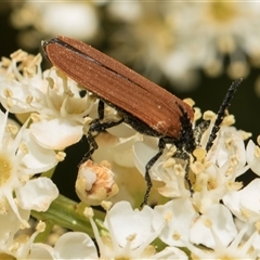 Porrostoma rhipidium (Long-nosed Lycid (Net-winged) beetle) at Higgins, ACT - 10 Nov 2025 by AlisonMilton