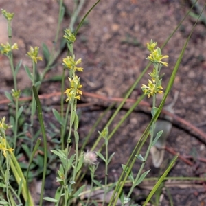 Pimelea curviflora var. sericea at Hawker, ACT - 9 Nov 2025 by AlisonMilton