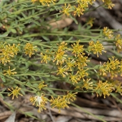 Pimelea curviflora var. sericea (Curved Riceflower) at Hawker, ACT - 9 Nov 2025 by AlisonMilton
