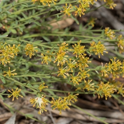 Pimelea curviflora var. sericea (Curved Riceflower) at Hawker, ACT - 9 Nov 2025 by AlisonMilton