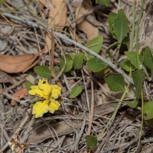 Goodenia hederacea subsp. hederacea (Ivy Goodenia, Forest Goodenia) at Hawker, ACT - 9 Nov 2025 by AlisonMilton
