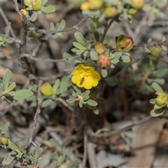 Hibbertia obtusifolia (Grey Guinea-flower) at Hawker, ACT - 9 Nov 2025 by AlisonMilton