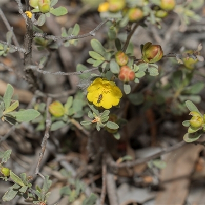 Hibbertia obtusifolia (Grey Guinea-flower) at Hawker, ACT - 9 Nov 2025 by AlisonMilton