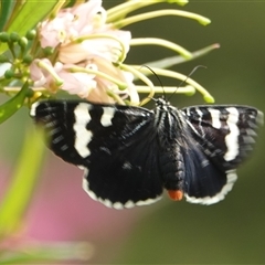 Phalaenoides glycinae (Grapevine Moth) at Hall, ACT - 8 Nov 2025 by Anna123