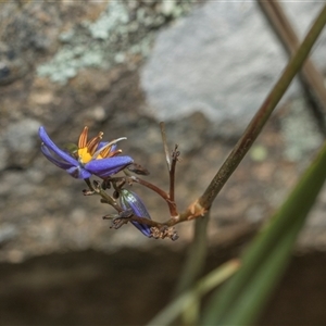 Dianella (genus) at Hawker, ACT - 9 Nov 2025 by AlisonMilton
