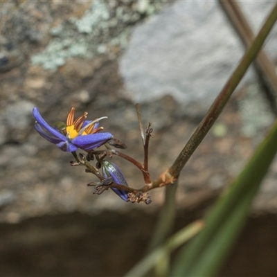 Dianella revoluta var. revoluta (Black-Anther Flax Lily) at Hawker, ACT - 9 Nov 2025 by AlisonMilton