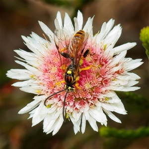 Unverified Wasp (Hymenoptera, Apocrita) at Acton, ACT - 10 Nov 2025 by Debbie05
