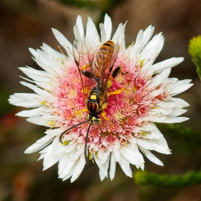 Labium sp. (genus) at Acton, ACT - 10 Nov 2025 by Debbie05