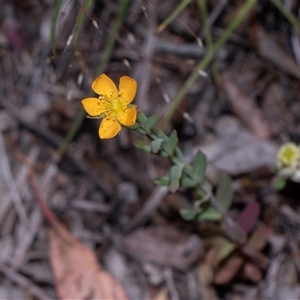 Hypericum gramineum (Small St Johns Wort) at Hawker, ACT - 9 Nov 2025 by AlisonMilton