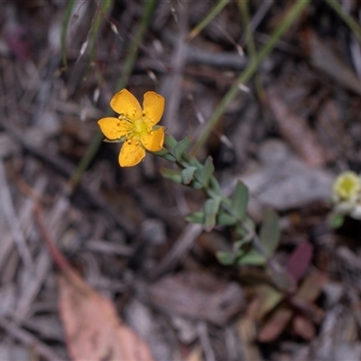 Hypericum gramineum (Small St Johns Wort) at Hawker, ACT - 9 Nov 2025 by AlisonMilton
