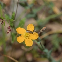 Hypericum gramineum (Small St Johns Wort) at Hawker, ACT - 9 Nov 2025 by AlisonMilton