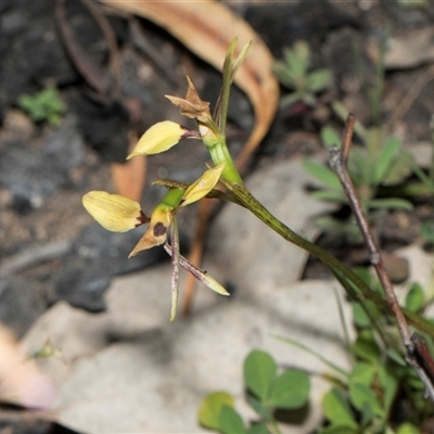 Diuris sulphurea (Tiger Orchid) at Hawker, ACT - 9 Nov 2025 by AlisonMilton