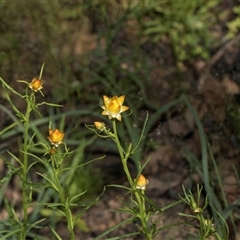 Xerochrysum viscosum (Sticky Everlasting) at Hawker, ACT - 9 Nov 2025 by AlisonMilton