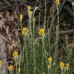 Chrysocephalum semipapposum (Clustered Everlasting) at Hawker, ACT - 9 Nov 2025 by AlisonMilton