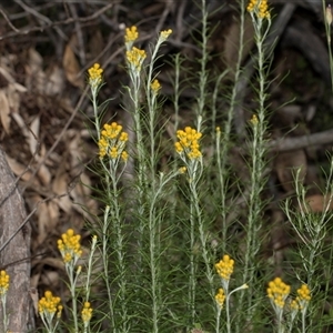 Chrysocephalum semipapposum (Clustered Everlasting) at Hawker, ACT - 9 Nov 2025 by AlisonMilton
