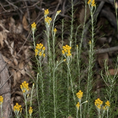 Chrysocephalum semipapposum (Clustered Everlasting) at Hawker, ACT - 9 Nov 2025 by AlisonMilton