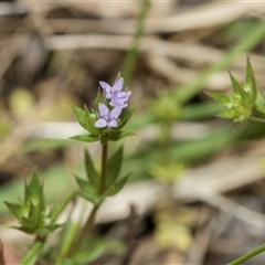 Sherardia arvensis (Field Madder) at Hawker, ACT - 9 Nov 2025 by AlisonMilton