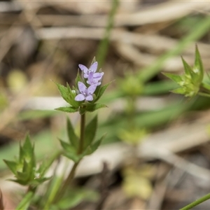 Sherardia arvensis (Field Madder) at Hawker, ACT - 9 Nov 2025 by AlisonMilton