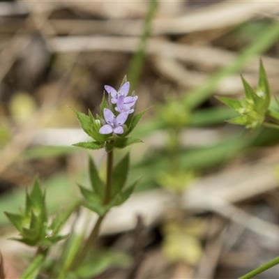 Sherardia arvensis (Field Madder) at Hawker, ACT - 9 Nov 2025 by AlisonMilton